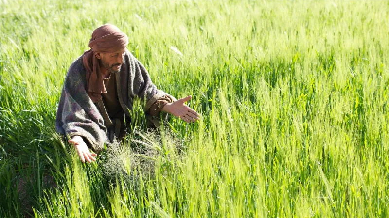 Parábola del trigo y la cizaña