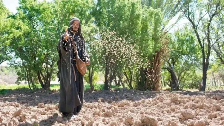 Parábola del crecimiento de la semilla