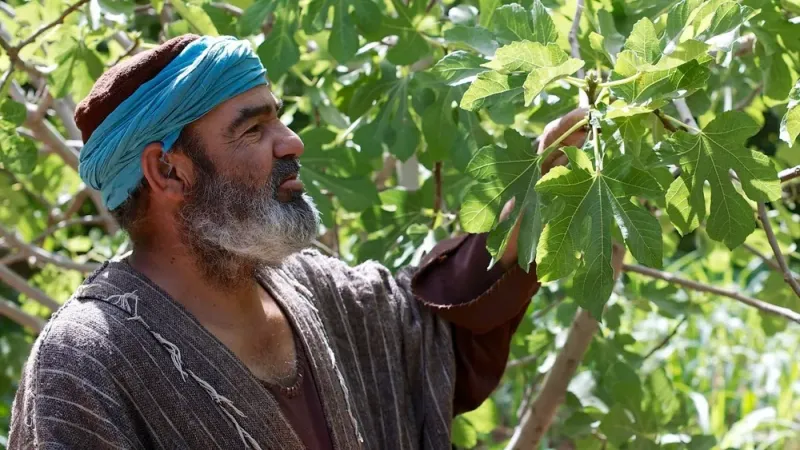 Parábola de la higuera estéril